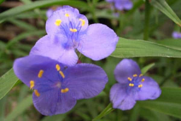 A dayflower