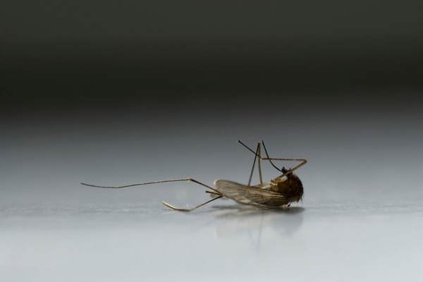 Dead mosquito