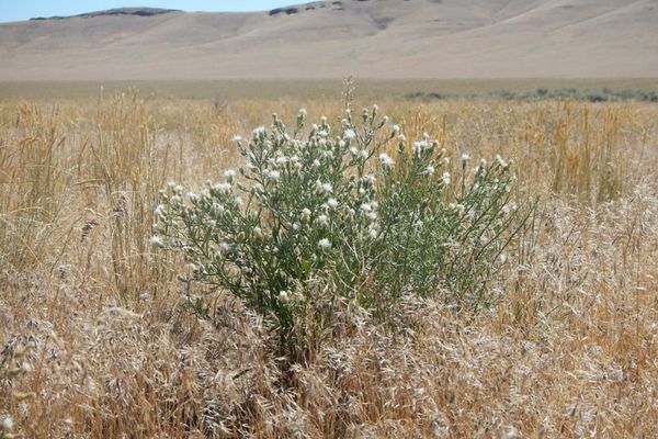 diffuse knapweed