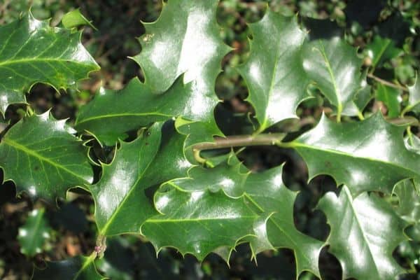 english holly