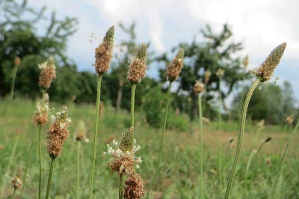 An english plantain in the field