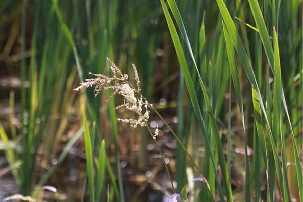 Fall panicum