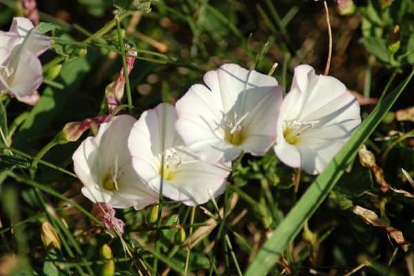 field bindweed flowers