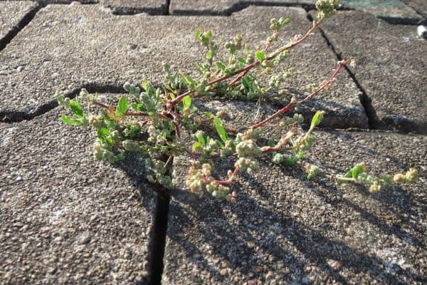 goosefoot on brick gaps