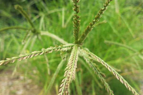 Goosegrass