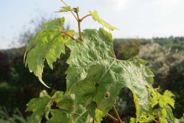 A grapevine in vacant lot