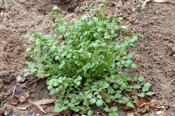 A hairy bittercress