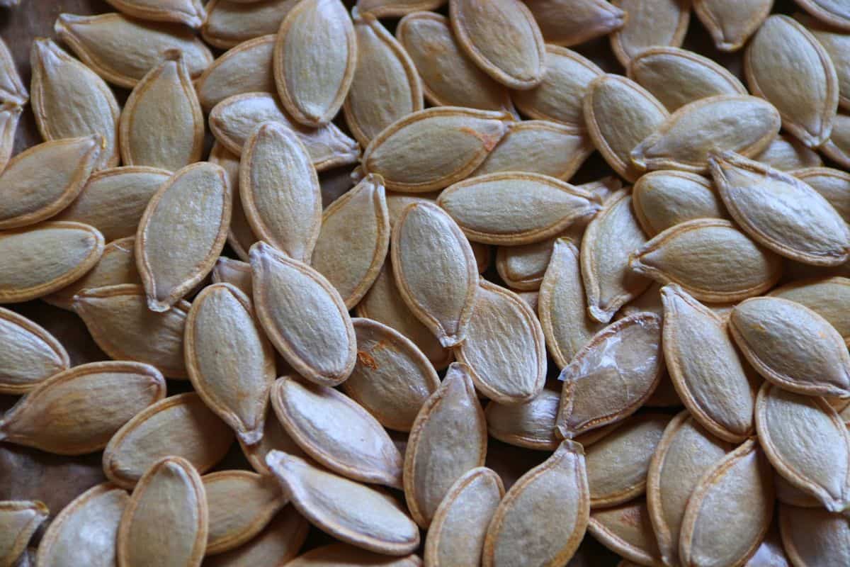 how-to-prepare-pumpkin-seeds-for-planting-7-steps-home-cadet