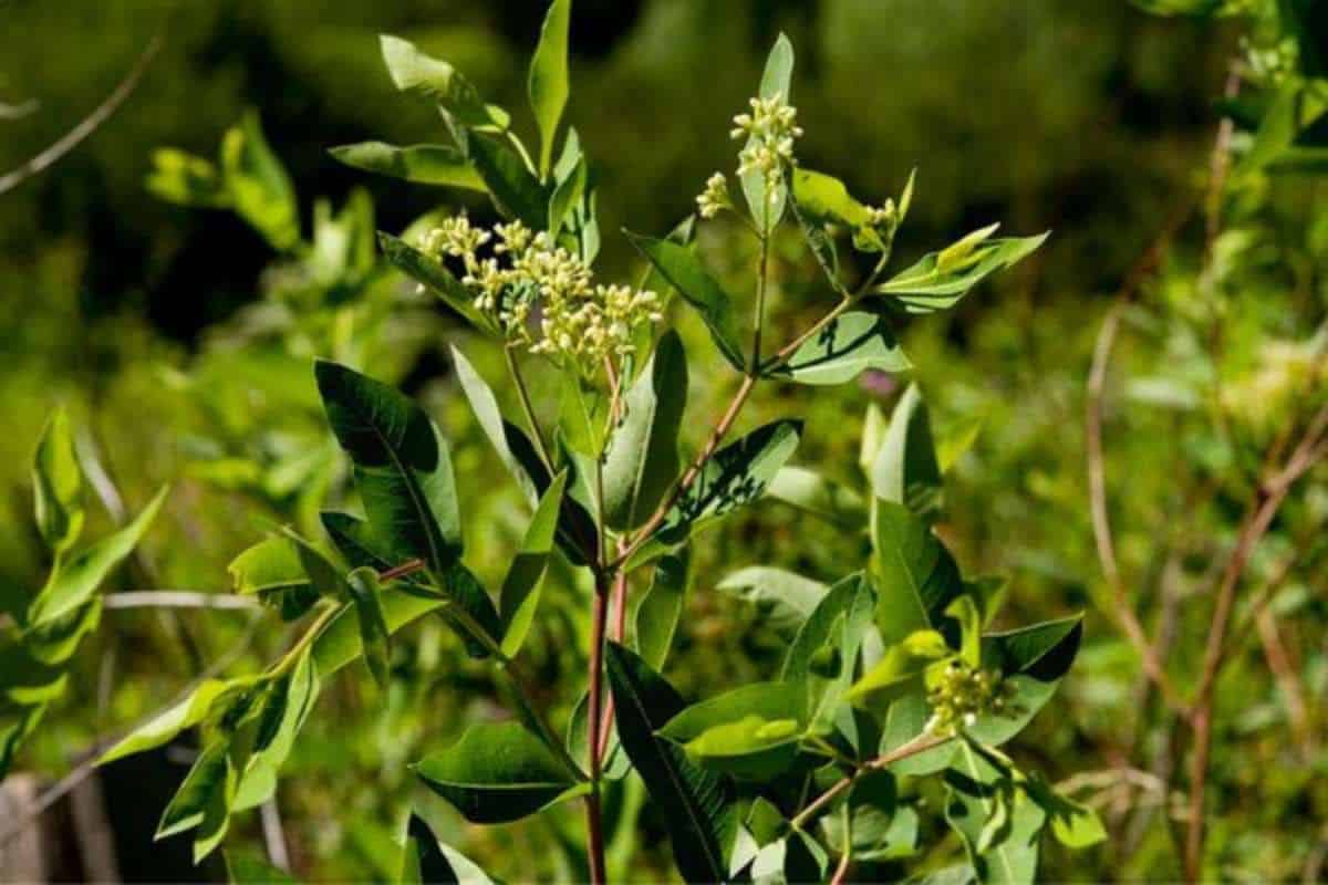 Hemp dogbane