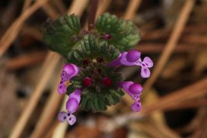 Henbit weed