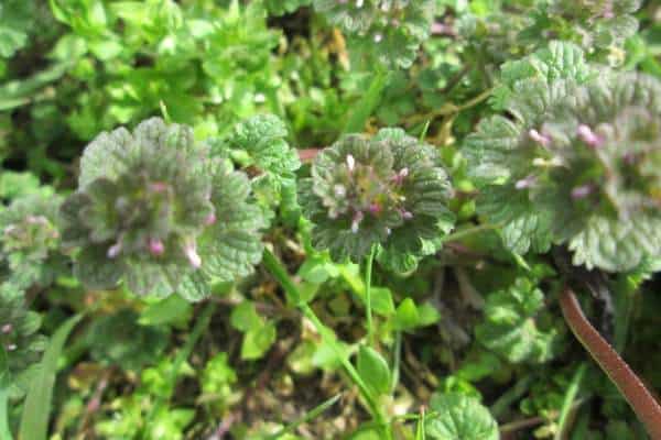 Henbit