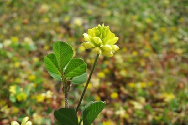 hop clover in the field