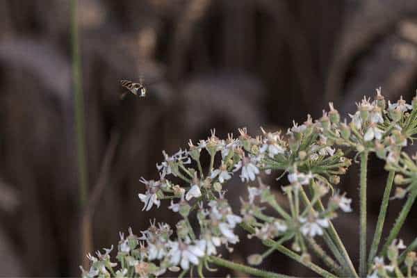 Hoverfly approaching wild carrot 