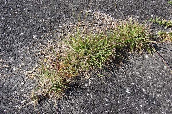 A hurricane grass