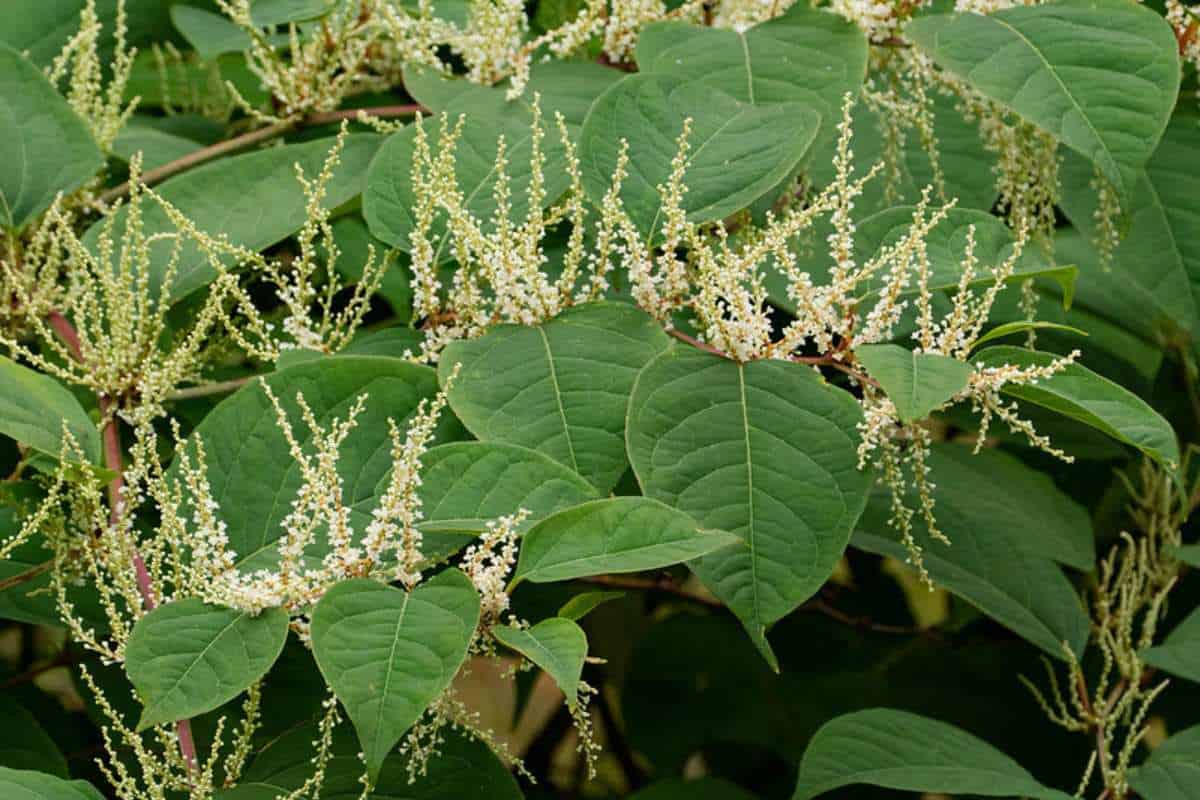 A japanese knotweed