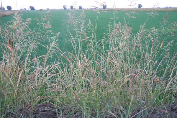 A johnson grass in rice field