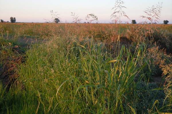 A johnsongrass in cultivated rice