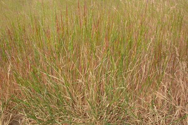 jointed goatgrass 