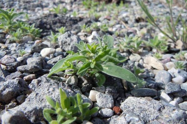 kochia on gravel