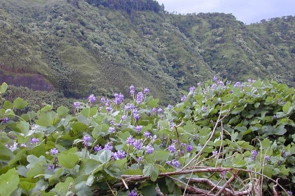 A kudzu in plateau