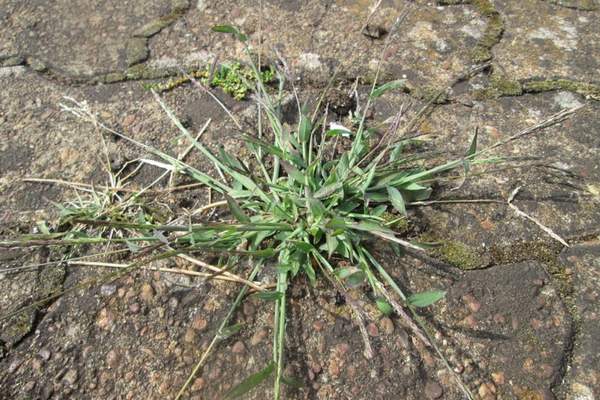 A large crabgrass on cracks