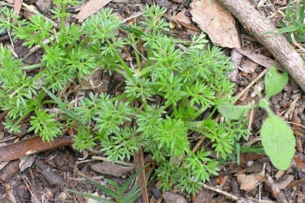 A lawn burweed