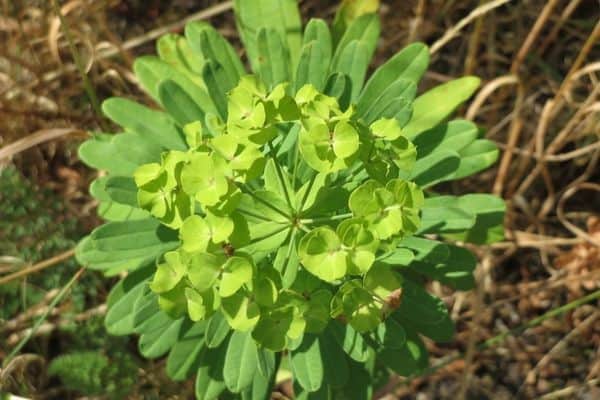 leafy spurge