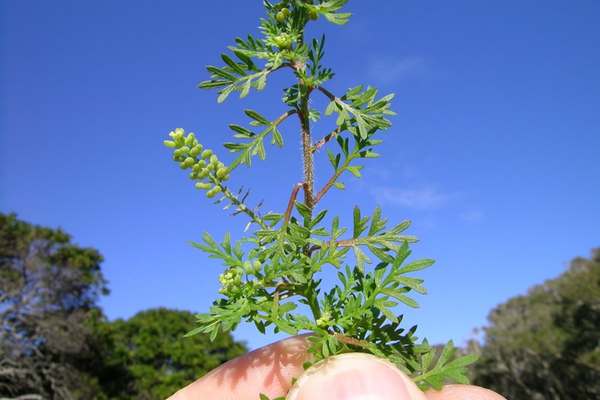 20 Types of Weeds in South Carolina (Pictures) - Home Cadet