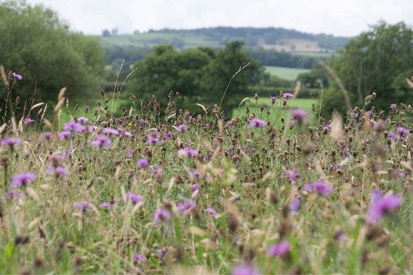 Meadow knapweed 