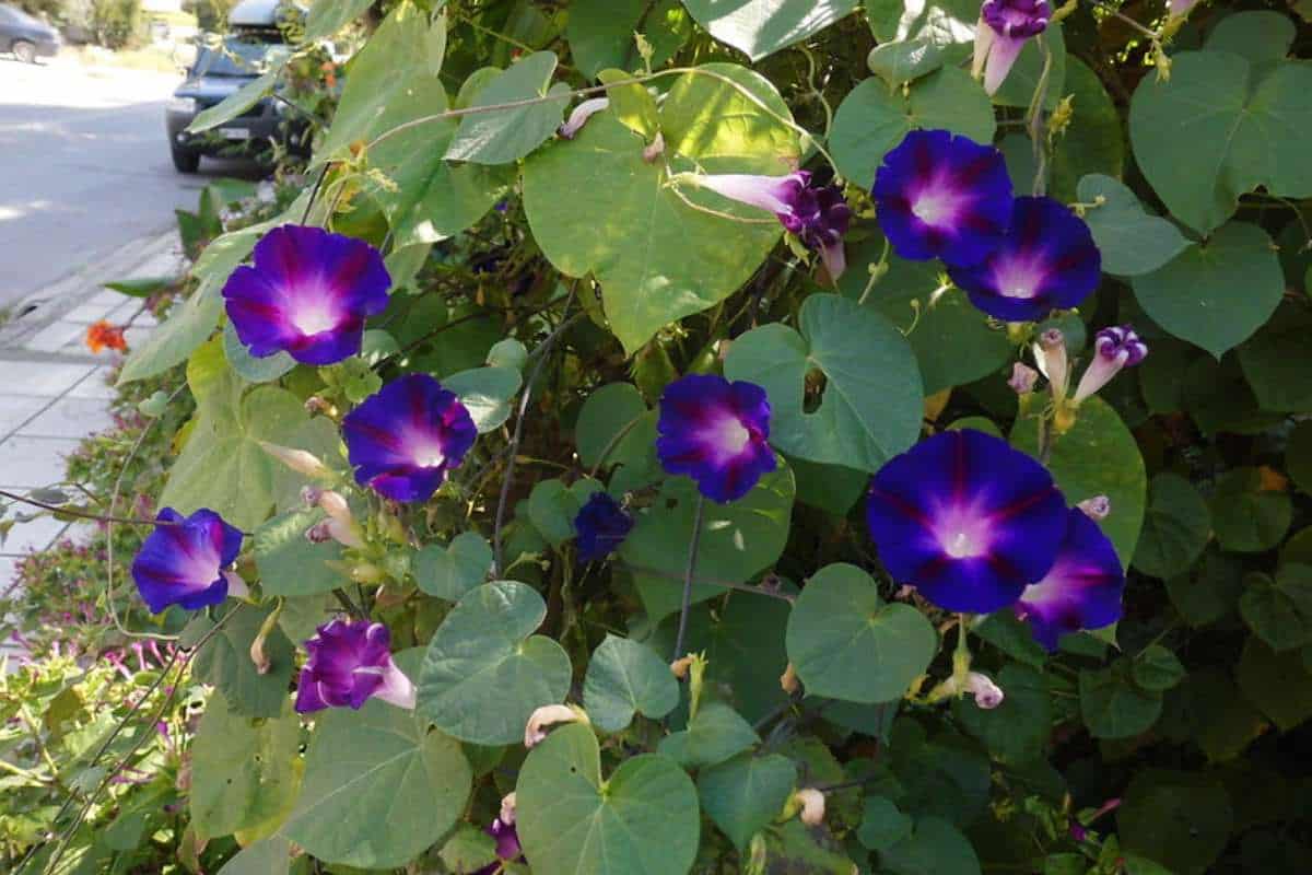 morning glory on roadside