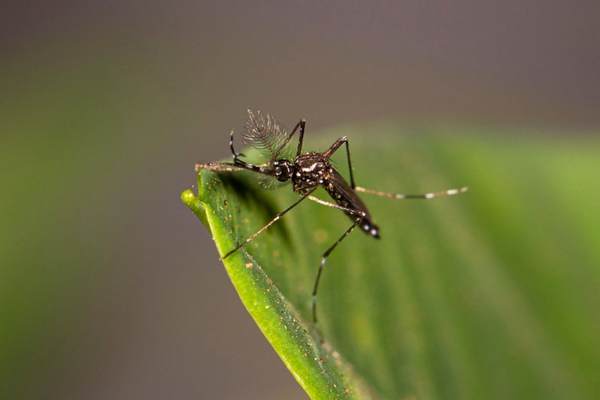 Mosquito on a leaf