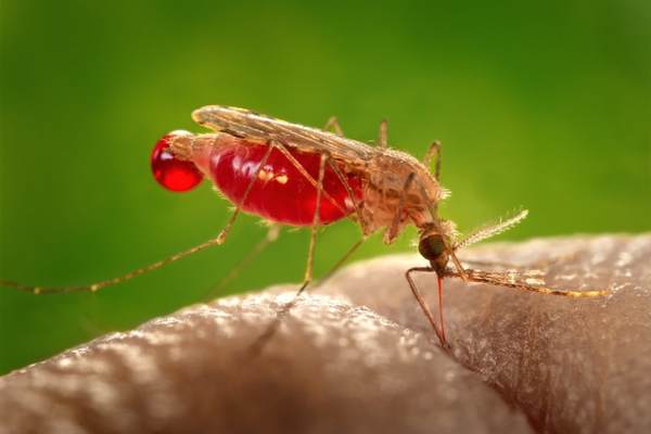 Mosquito sucking blood