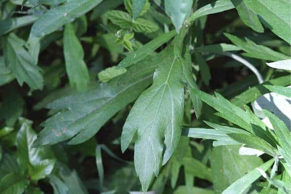 A mugwort