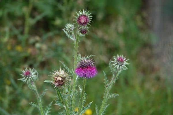 A musk thistle
