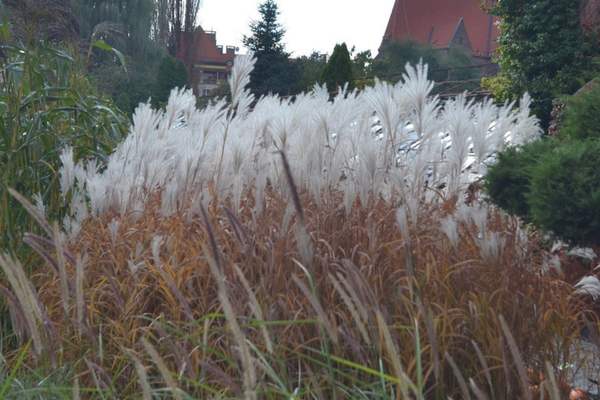 A pampas grass 