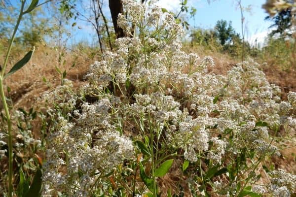 Perennial pepperweed