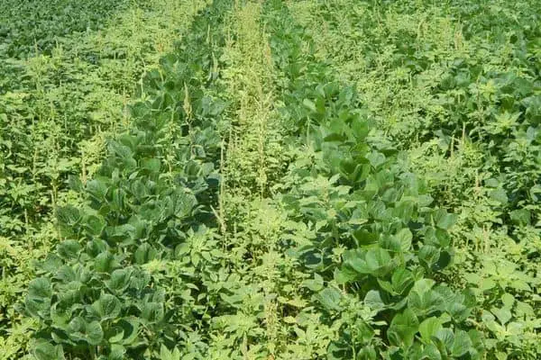 A pigweeds in the field