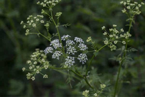 A poison hemlock