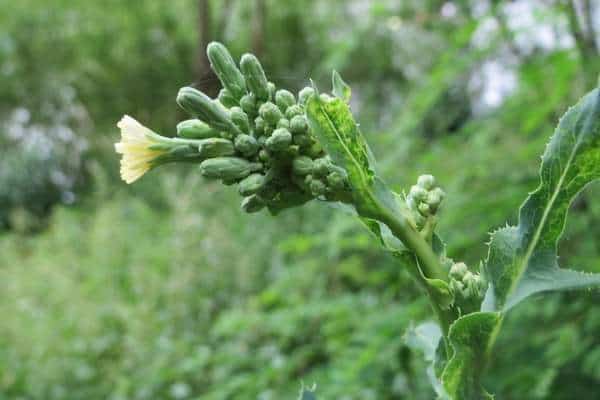 A prickly lettuce