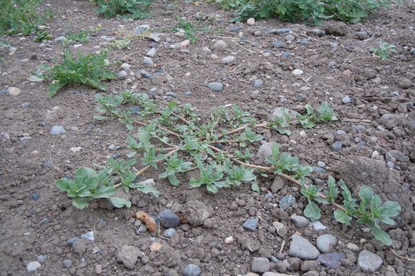 prostrate pigweed on sandy soil