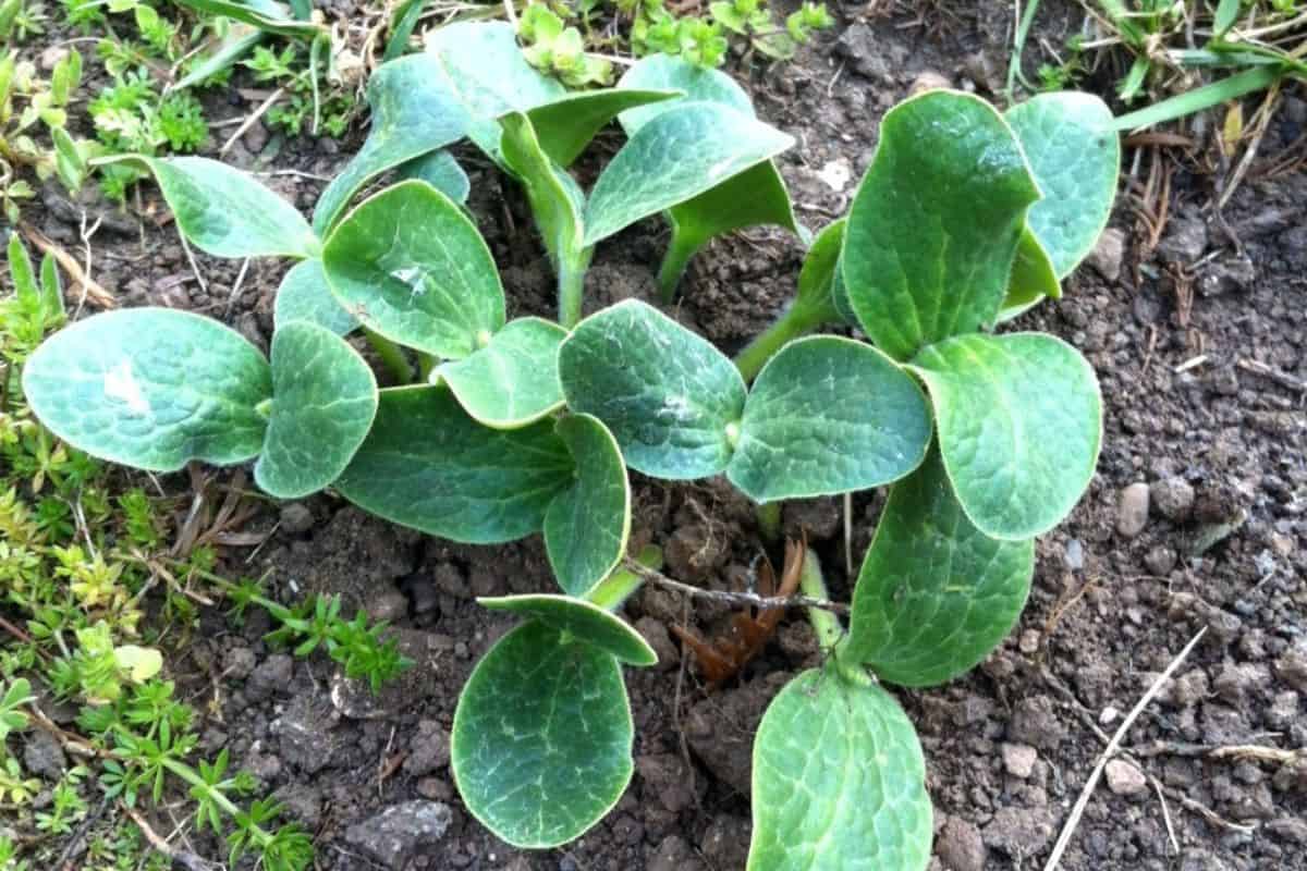 How To Prepare Pumpkin Seeds For Planting 7 Steps Home Cadet