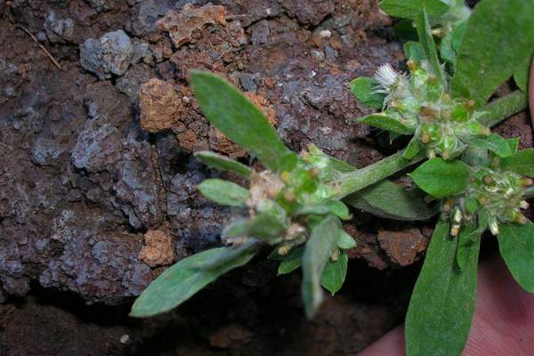 A purple cudweed