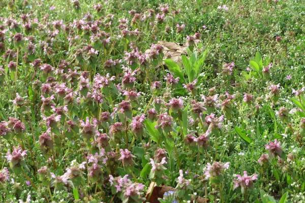 Purple deadnettle in the field