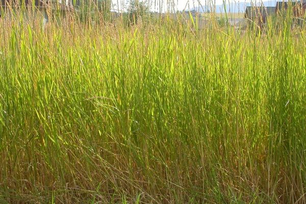 A quackgrass in the field