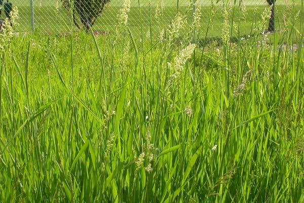 ribbongrass in the field