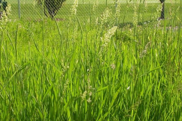 16 Common Types of Weeds in Oregon - Home Cadet