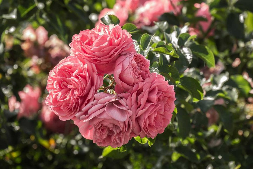 How to Keep Deer from Eating Roses (9 Tips) Home Cadet