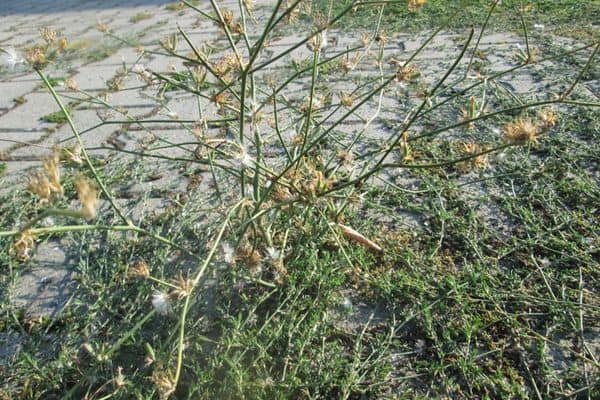 rush skeletonweed on road crack