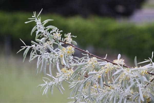 A russian olive