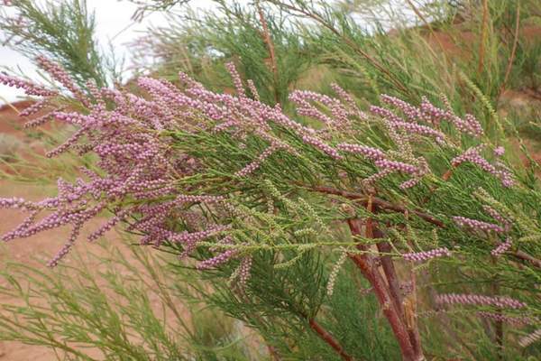 A salt cedar along side washes